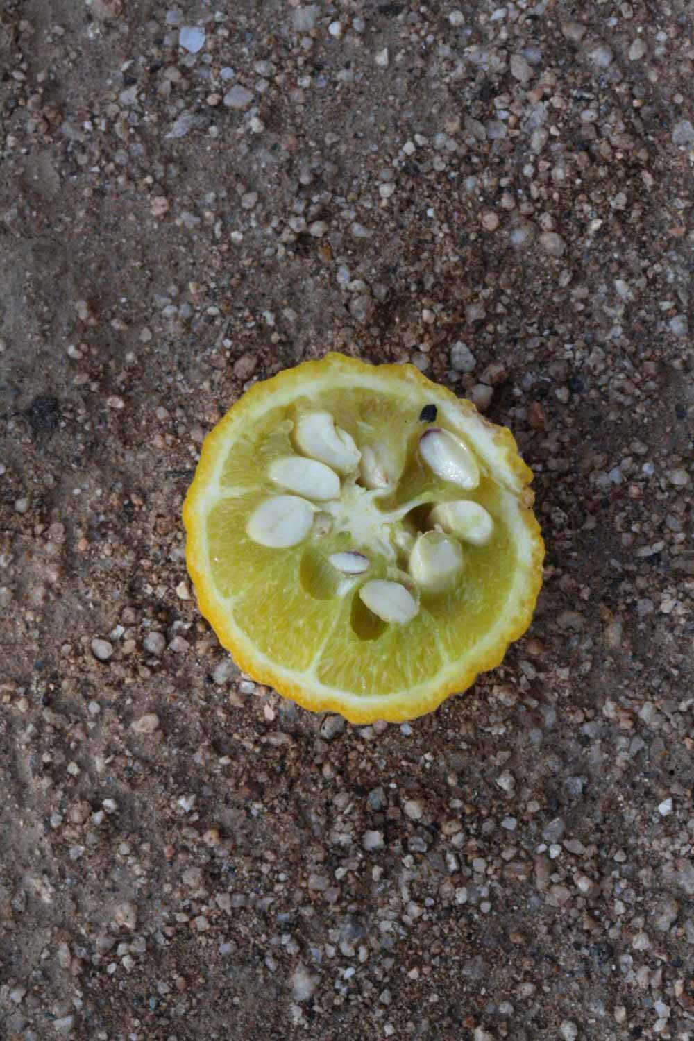            Fruit cross-section (Riverside, CA)   